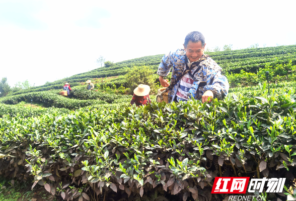 醴陵：有机肥“堆”出绿色茶叶