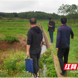 醴陵：整治抛荒行为 保障粮食安全