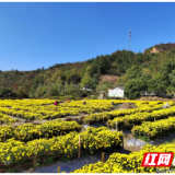 醴陵：化零为“整” 探索建立农业产业化体系