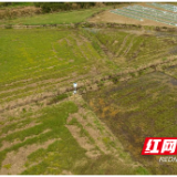 醴陵市：虫情智能监测系统赋能植保