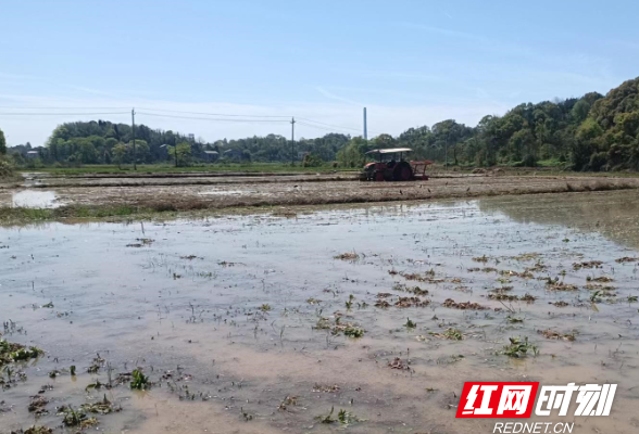 醴陵：田畴沃野逐春光 正是耕种时