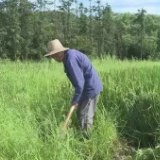 攸县政协委员为推进高标准农田建设发声，助力乡村振兴