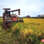 醴陵:亩产过吨粮,再生稻单产跃上新台阶