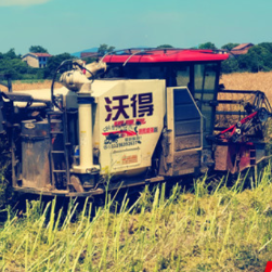 醴陵：绿色种养技术“链”动油菜提质增效