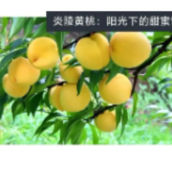 炎陵暑期狂欢盛宴：福利拉满，玩转文化与自然！