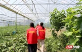 “枫林三色”绘就振兴图景 湘大学子探寻醴陵发展密码
