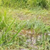 茶陵县:野猪扰田莫心慌,保险理赔来护航