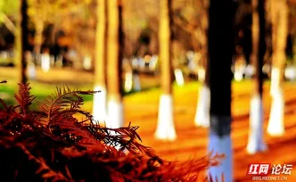 【每日一图@湖南】走！去株洲湘江边，踩踩冬天的红杉地毯