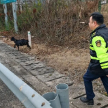 三只黑山羊误入湖南高速，路管员快速处置化险情