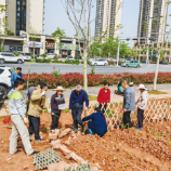 天元区城市菜园2.0版本来了 小菜地做实基层治理大文章