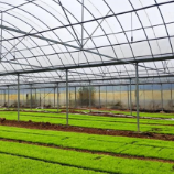 醴陵东富镇：科技育秧提效能，春耕备耕加速度