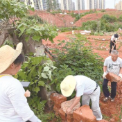 天元区:共享菜园变了样 从“干部带干”走向“居民自治”