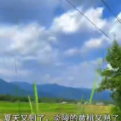视频丨炎陵黄桃熟了！高山孕育一口夏日鲜甜