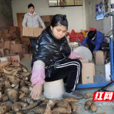 小竹笋，大产业 炎陵冬笋走俏市场