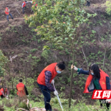 株洲市石峰区城管局开展义务植树活动