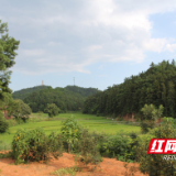 攸县：持续发展村林场 换来村资近千万
