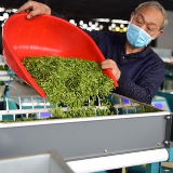 国网株洲供电公司：“电制茶”助力茶祖文化走向全国