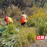 株洲石峰区城管局开展“加拿大一枝黄花”围剿行动