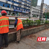 株洲石峰区全面推进秋季补栽补种工作 绿化美化城市环境