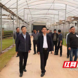 省绿办调研指导攸县早稻生产和攸县麻鸭产业