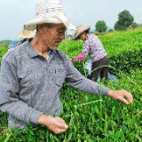炎陵县大院农场：高山生态茶园迎来首批春茶采摘