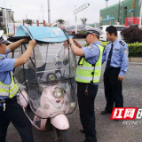 株洲云龙交警“一盔一带”整治行动持续发力