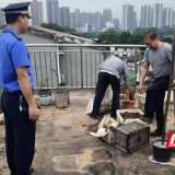 株洲石峰城管：持续整治楼顶种菜 共建文明环境