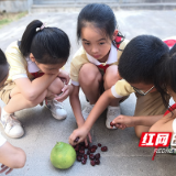 新马小学：“蔬”香校园说丰年