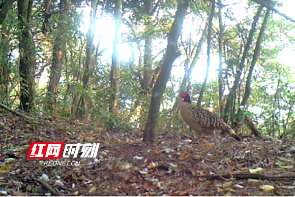 湖南炎陵：神农谷自然保护区再现国家一级保护野生动物黄腹角雉