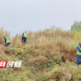 拔除销毁！株洲石峰城管扎实清理“加拿大一枝黄花”