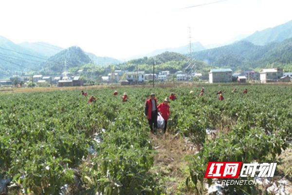 湖南炎陵：茄子丰收采摘忙 农民增收有干劲