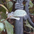 气象干旱以来 炎陵首次出现大雨