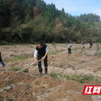 湖南炎陵：秋冬田不闲 油菜种植忙