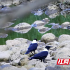 视频丨国家一级保护动物白颈鸦现身洣水河畔
