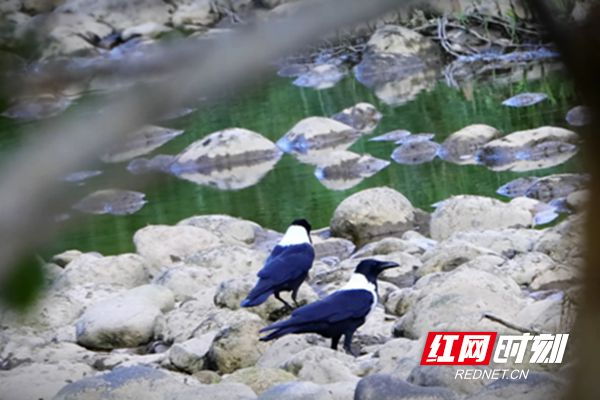视频丨国家一级保护动物白颈鸦现身洣水河畔
