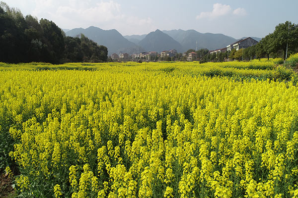 株洲市创建20个千亩油菜市级示范片、200个百亩示范片