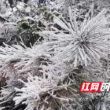 一夜寒潮 炎陵梨树洲迎来雾凇景观