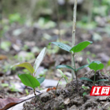 湖南炎陵：种下中草药 收获振兴“良方”