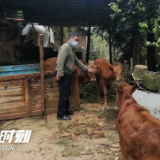 炎陵县：严防输入 乡村干部当起了“放牛郎”