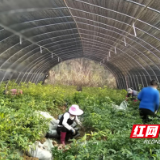 炎陵：苗木基地别样忙