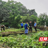 市区两级联动 株洲石峰城管整治违规菜地