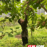 炎陵县水口镇：遇“桑”了你 “葚”是喜欢