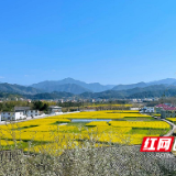 炎陵县水口镇：洣水河畔水西村300余亩油菜喜获丰收