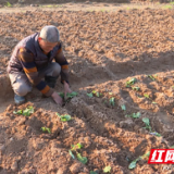 炎陵：“荒地”变“粮田” 耕地恢复助推乡村振兴