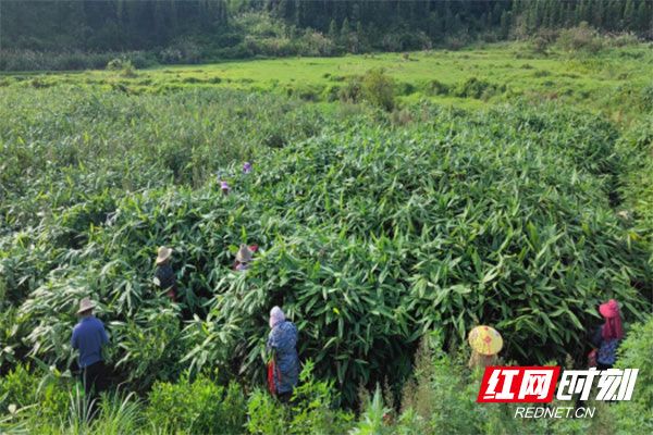 炎陵粽叶：既治水土流失“顽疾” 又成增收“利器”