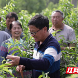 与炎陵黄桃同行28年 这位“黄老师”获评全国先进