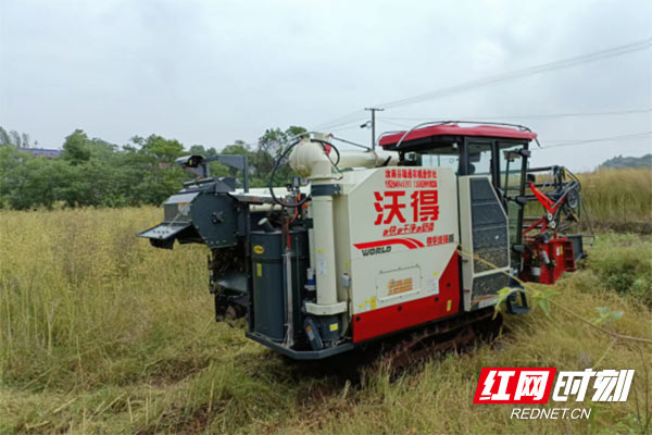 湖南攸县：油菜大镇名不虛 风吹金浪预“丰”景 