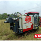 湖南攸县：油菜大镇名不虛 风吹金浪预“丰”景 