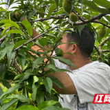 湖南炎陵：让产业成为乡村振兴的强大引擎