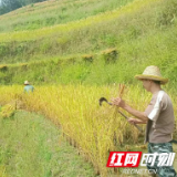 炎陵：村干部田间助农收稻忙